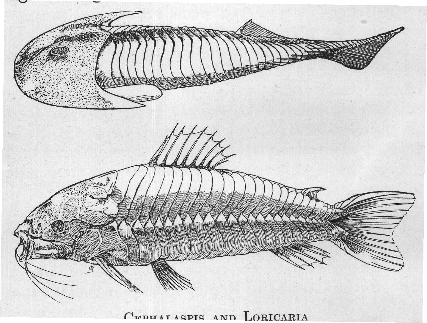 CEPHALASPIS AND LORICARIA