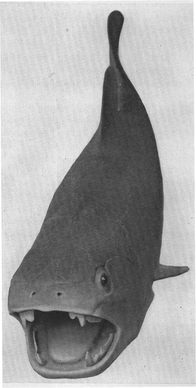 DINICHTHYS A DEVONIAN "FISH"