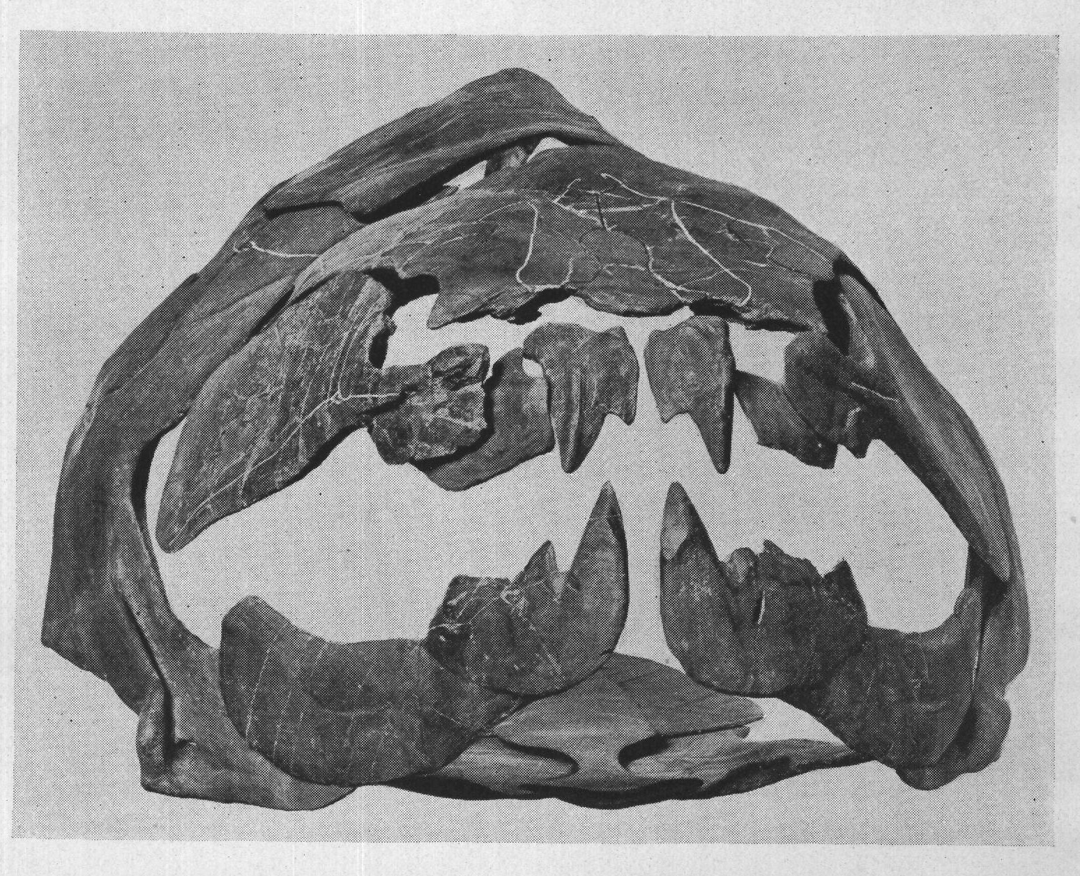 THE SKULL AND JAWS OF DINICHTHYS
