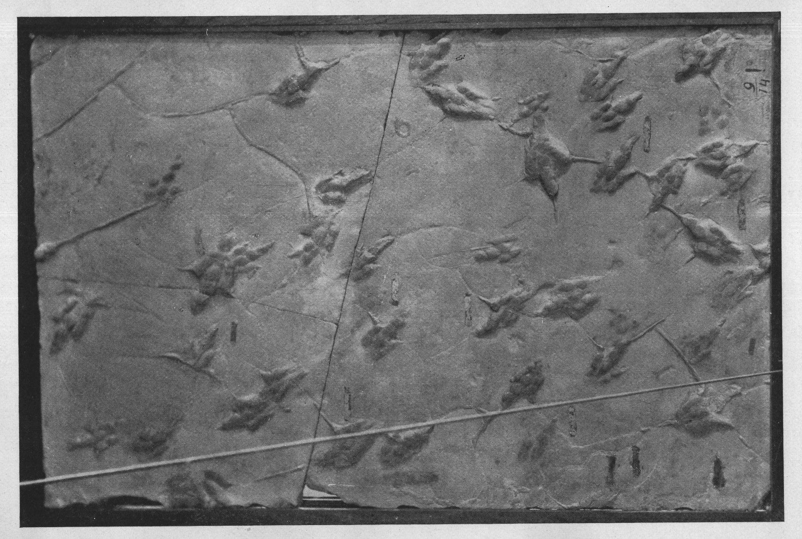 The Earliest Known Vertebrates — from Animals of the Past (1922)