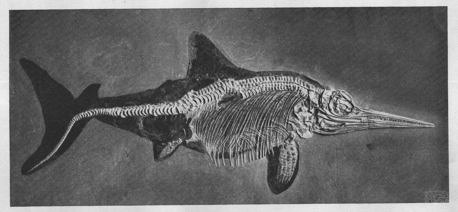 Impressions Of The Past: England — from Animals of the Past (1922)