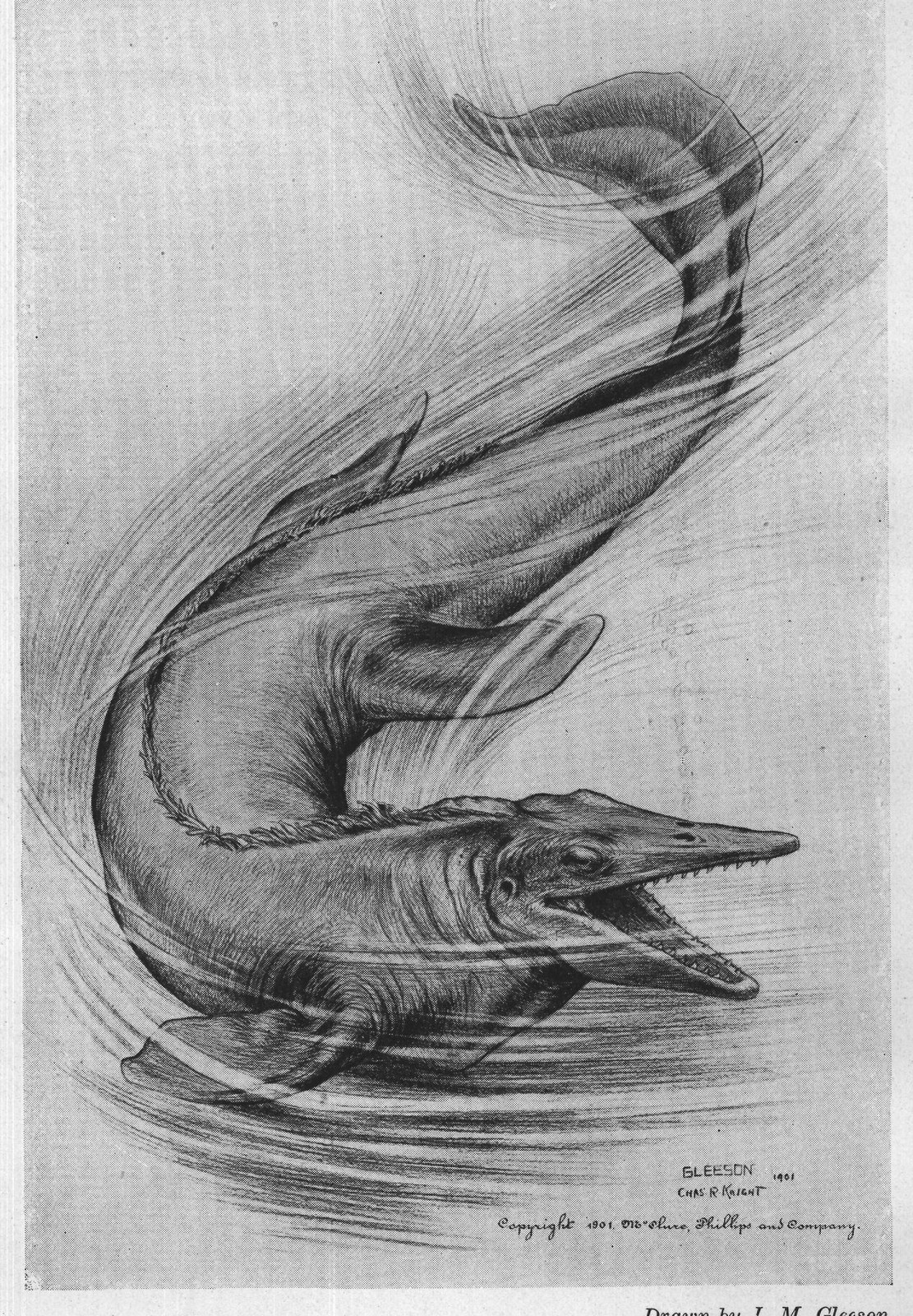 Drawn by J. M Gleeson