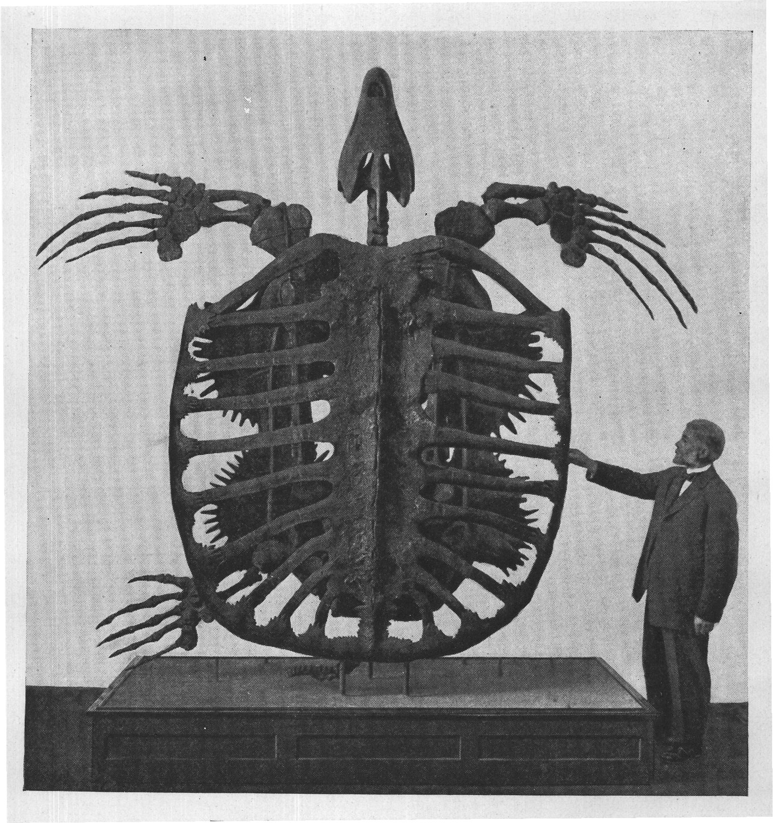 THE GIANT SEA TURTLE ARCHELON