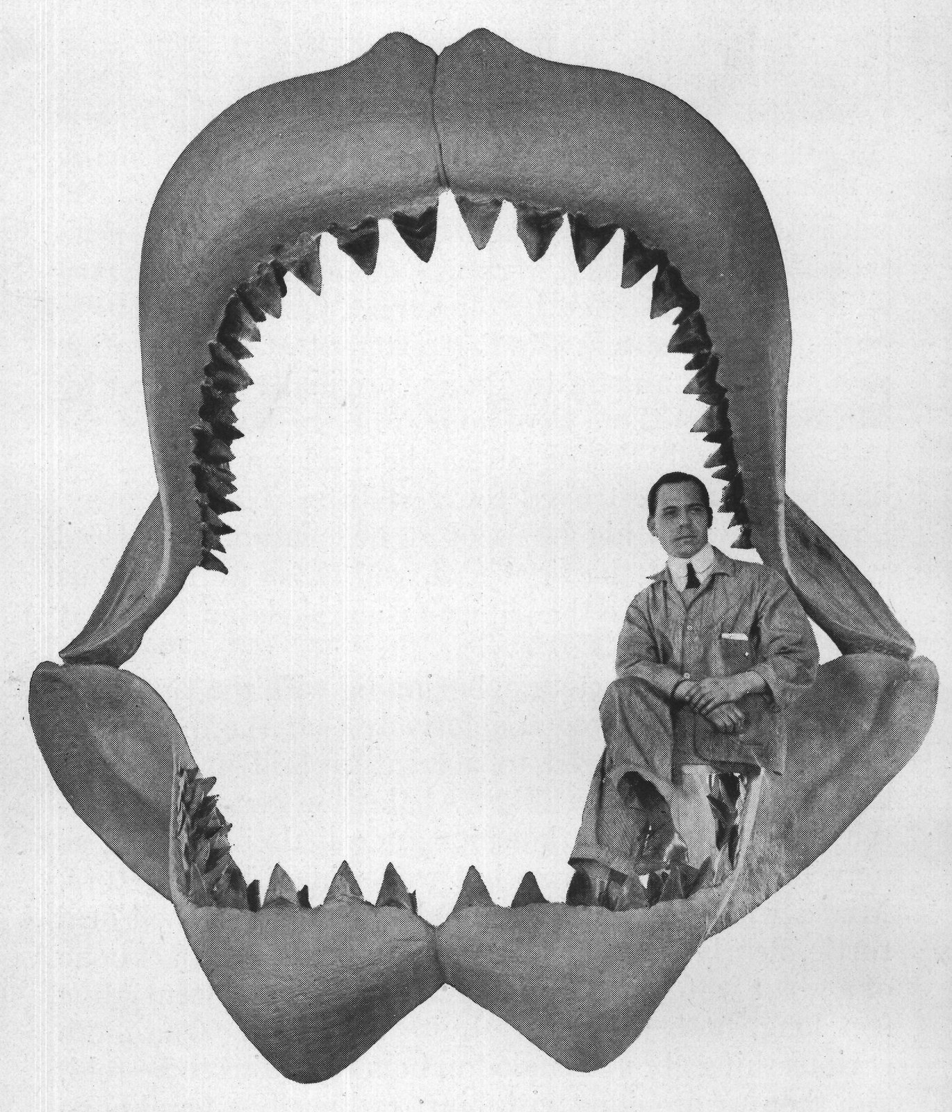 JAWS OF THE GIANT FOSSIL SHARK