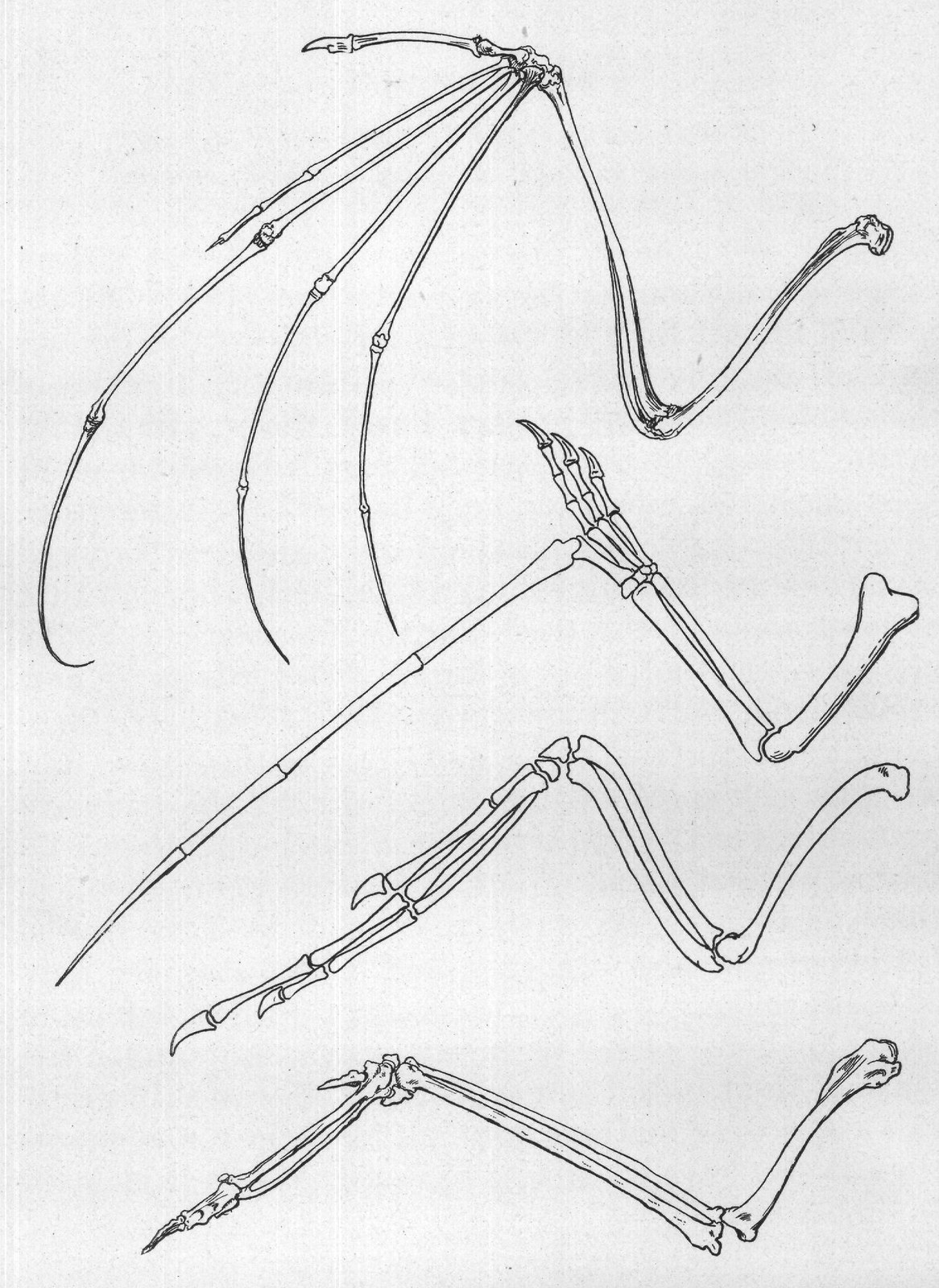 Nature's four methods of making a wing. Bat, Pterodactyl,