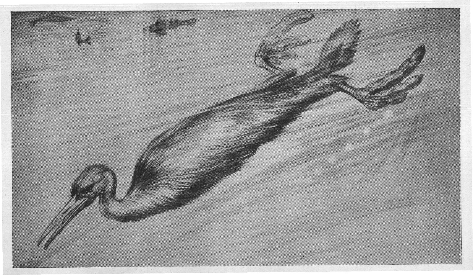 THE GREAT, TOOTHED DIVER, HESPERORNIS