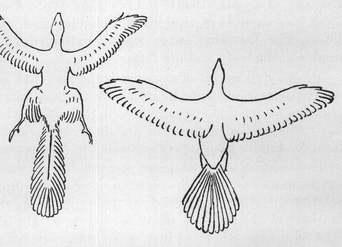STAGES IN THE DEVELOPMENT OF FLIGHT