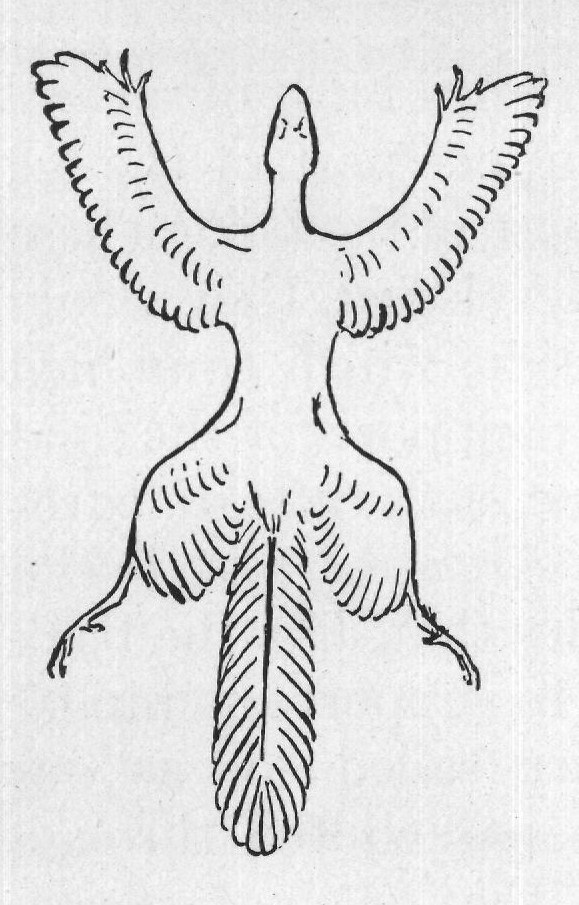 Birds Of Old: Hesperornis — from Animals of the Past (1922)