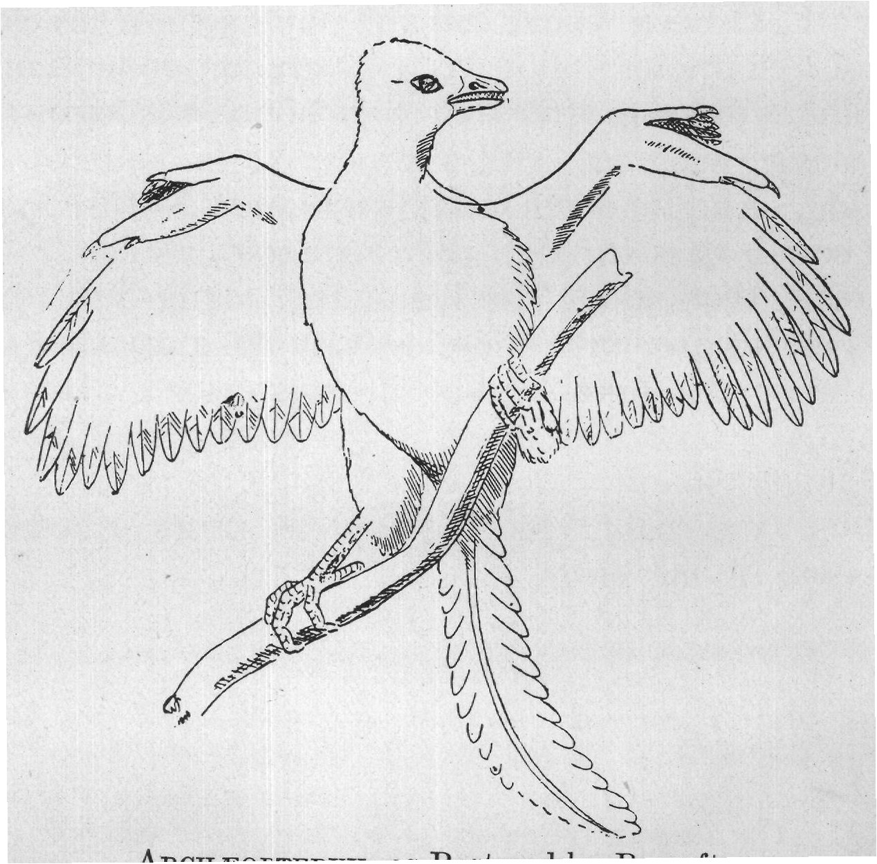 ARCHÆOPTERYX, as Restored by Pycraft