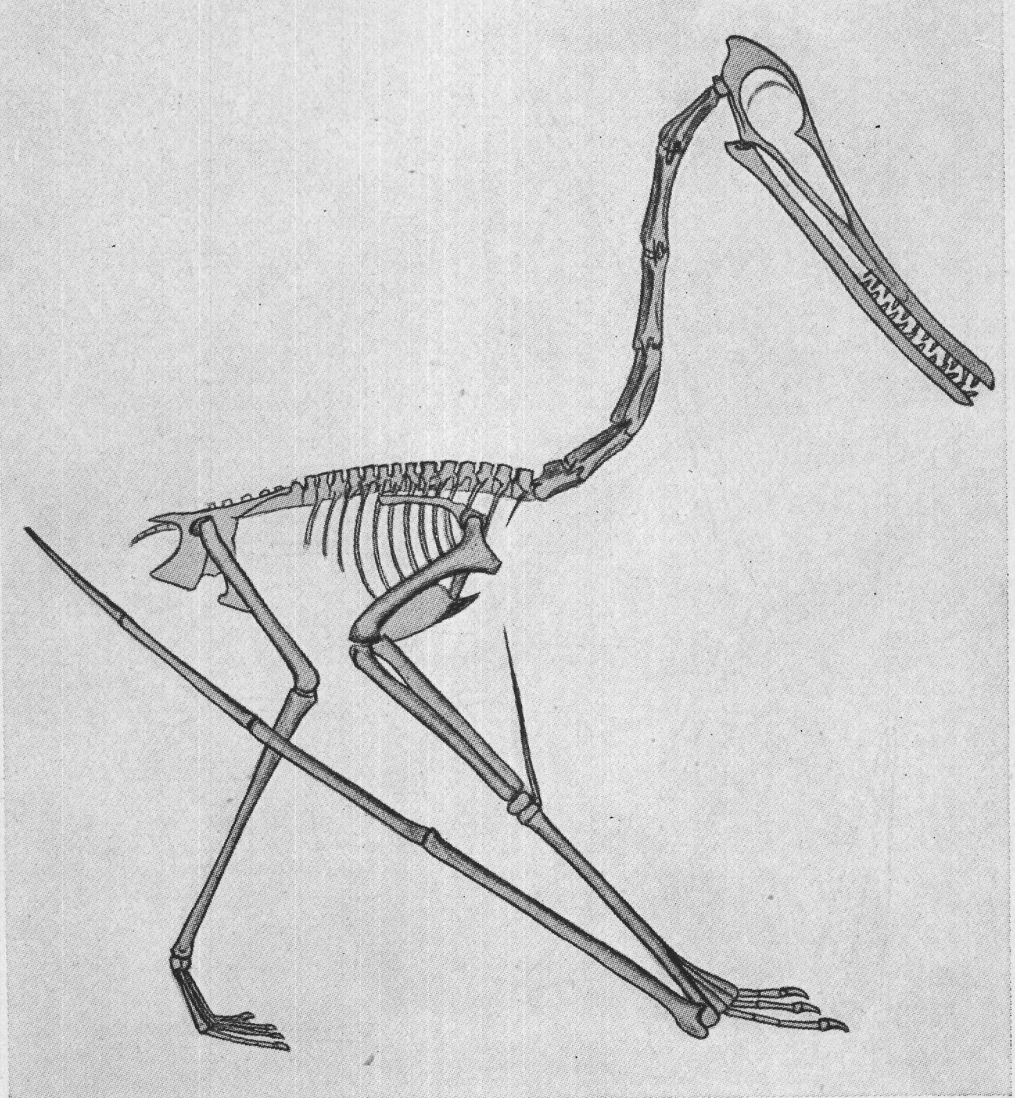 CYCNORHAMPHUS