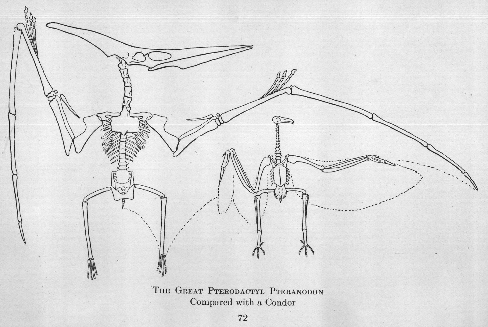 Compared with a Condor