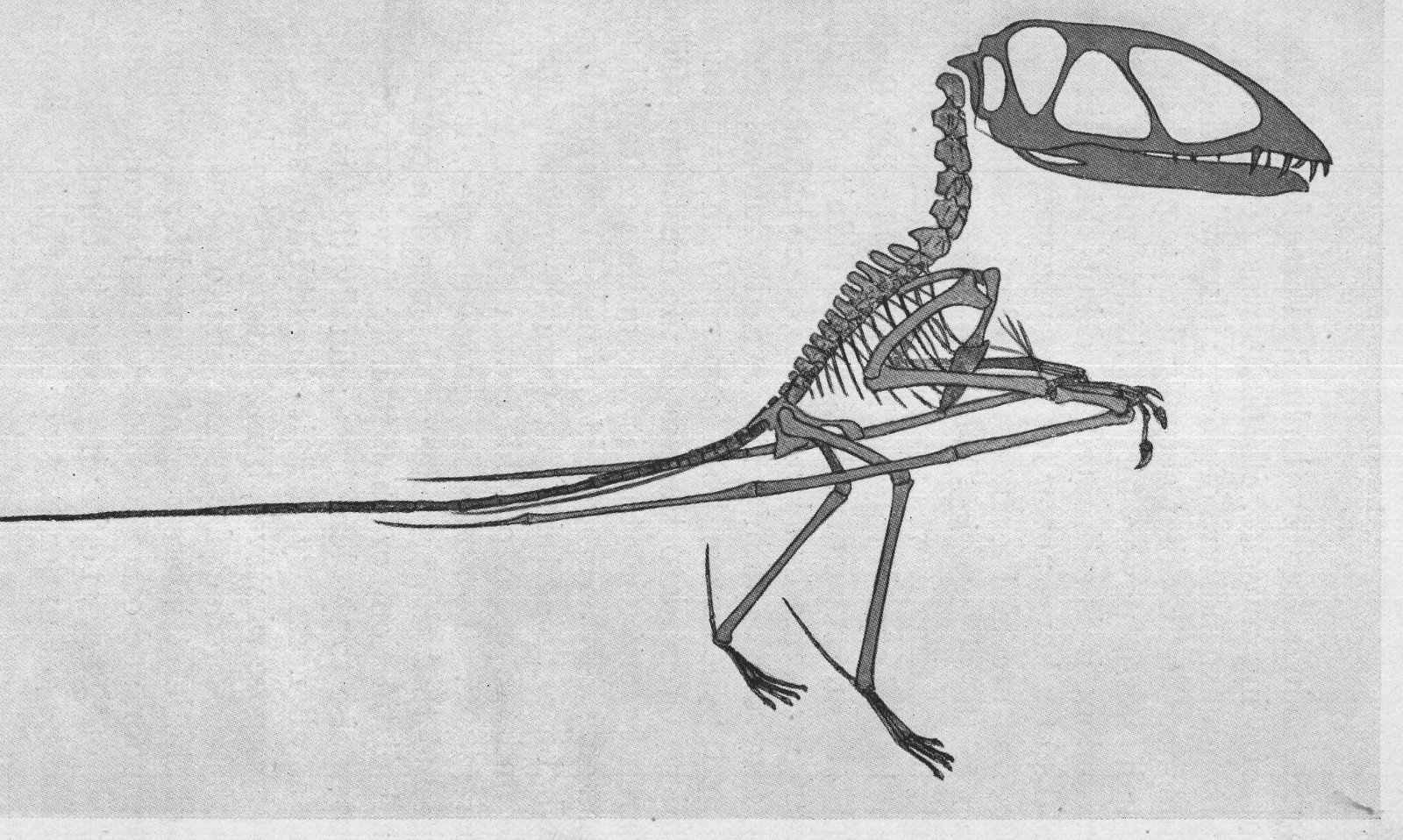 DIMORPHODON