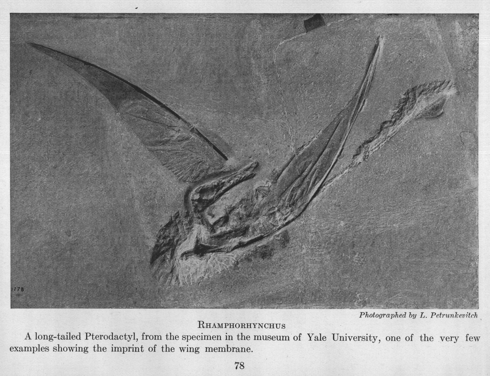 RHAMPHORHYNCHUS