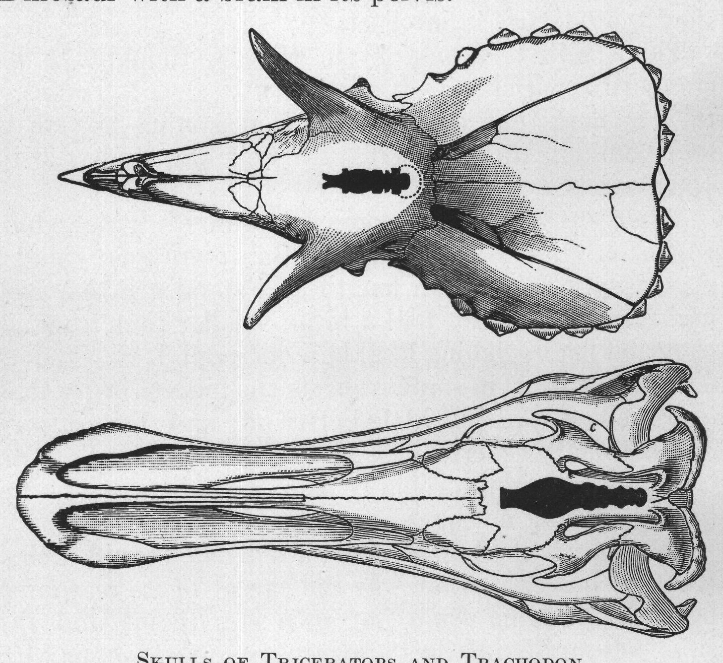 SKULLS OF TRICERATOPS AND TRACHODON