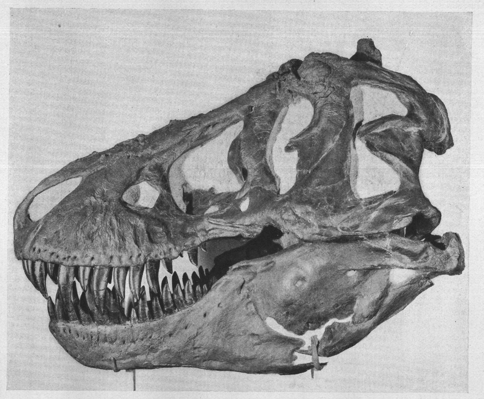 The Dinosaurs: Tyrannosaurus — from Animals of the Past (1922)