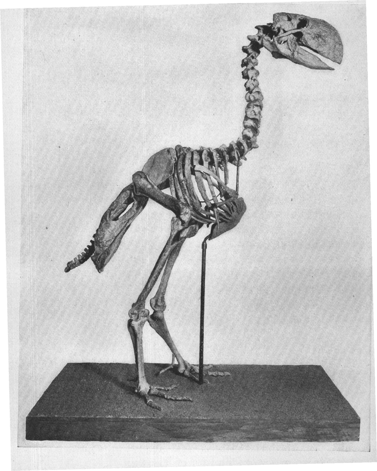 DIATRYMA AN EOCENE GIANT