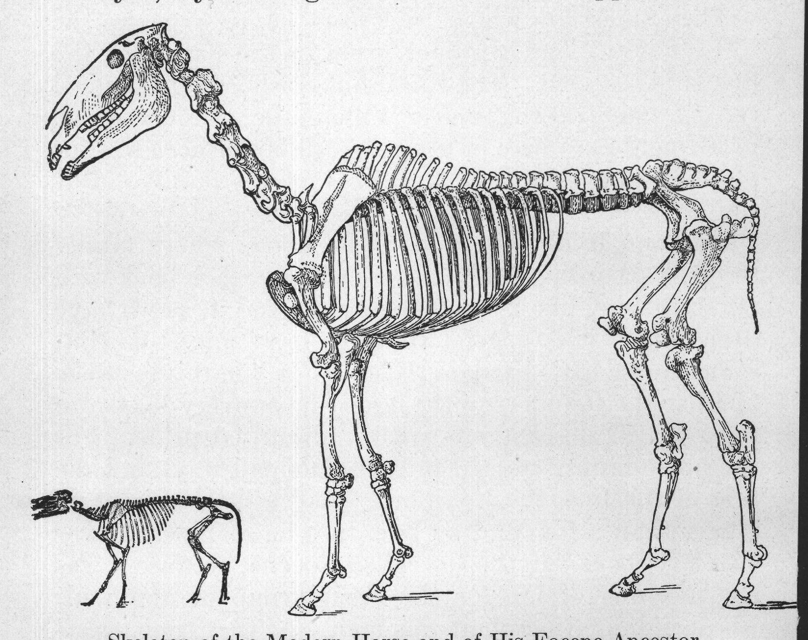 Skeleton of the Modern Horse and of His Eocene Ancestor.