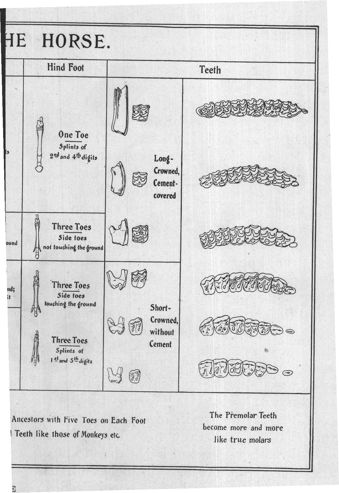 The Ancestry Of The Horse: Teeth — from Animals of the Past (1922)