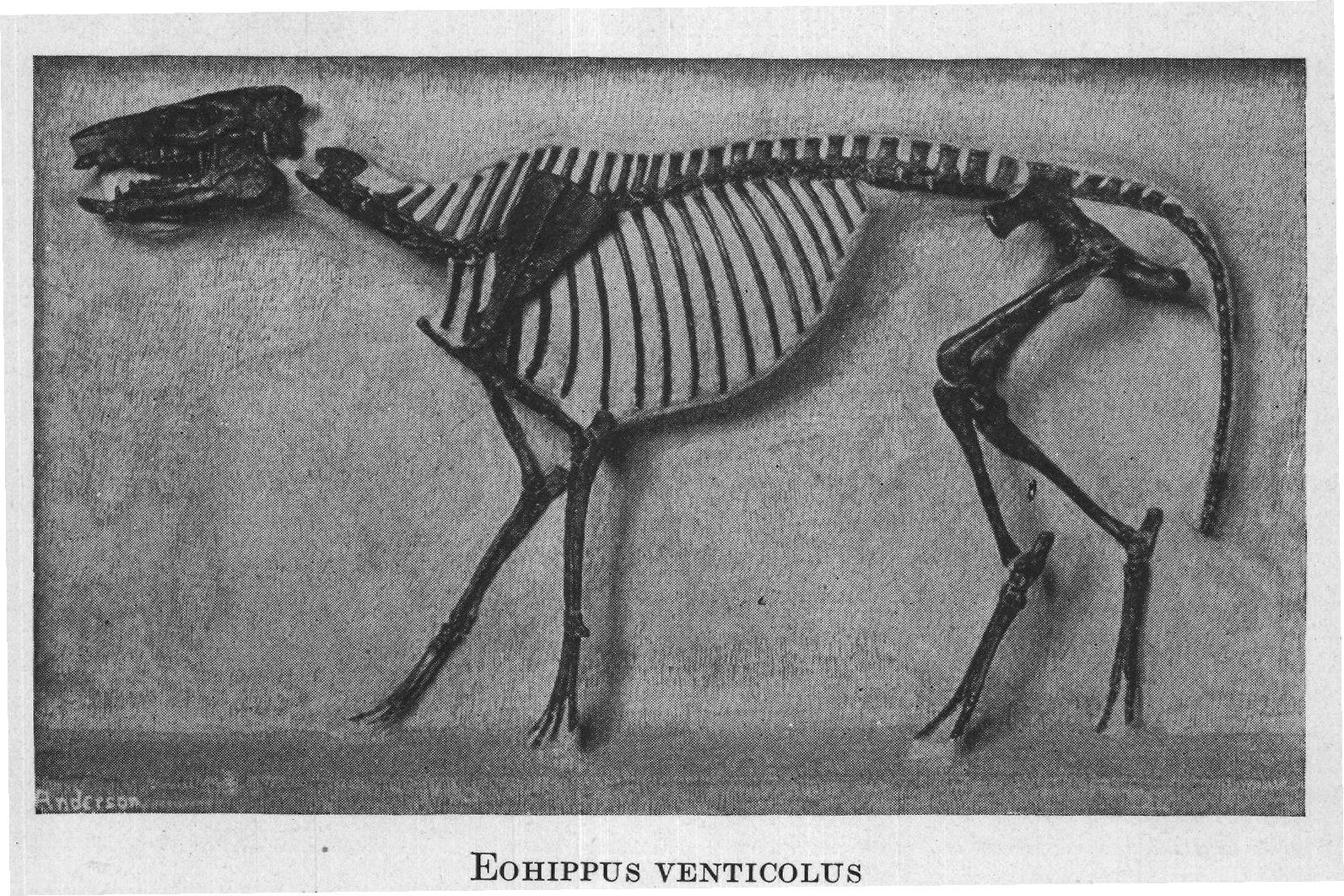 EOHIPPUS VENTICOLUS