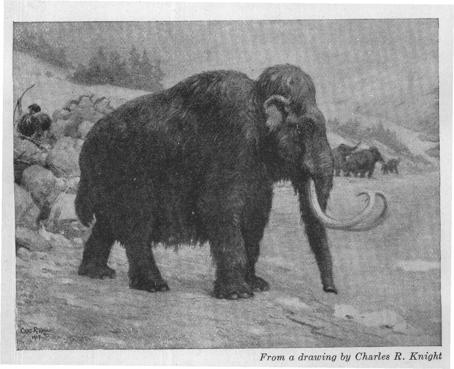 From a drawing by Charles R. Knight