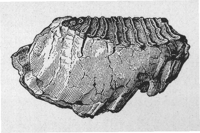 Tooth of Mastodon and Mammoth
