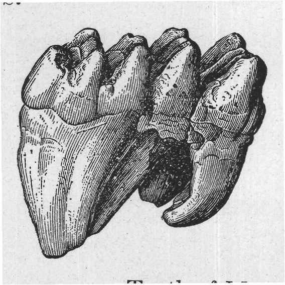 Tooth of Mastodon and Mammoth