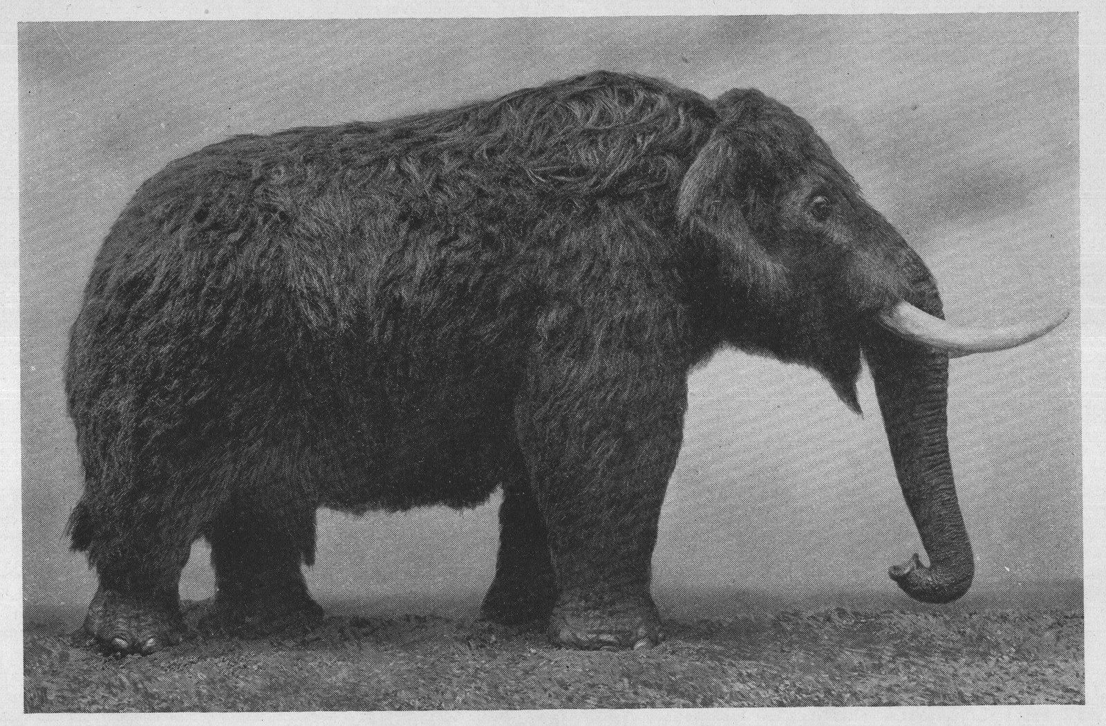 THE MASTODON