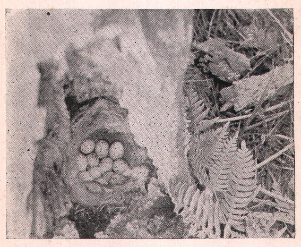 Fig. 2. NEST OF CHICKADEE.