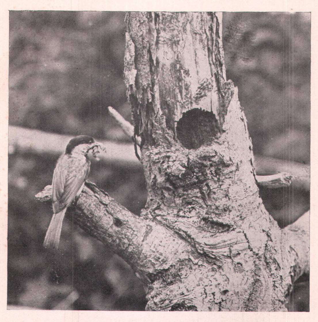Fig. 3. MADAM CHICKADEE AND HER HOME.