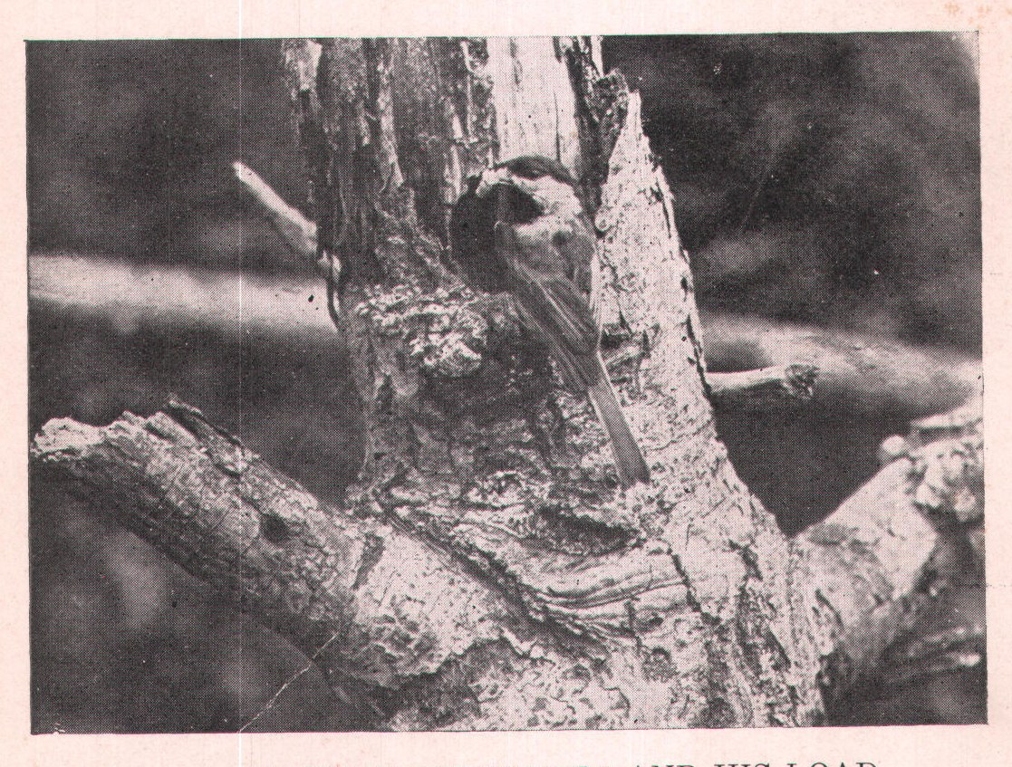 Fig. 4. FATHER CHICKADEE AND HIS LOAD.