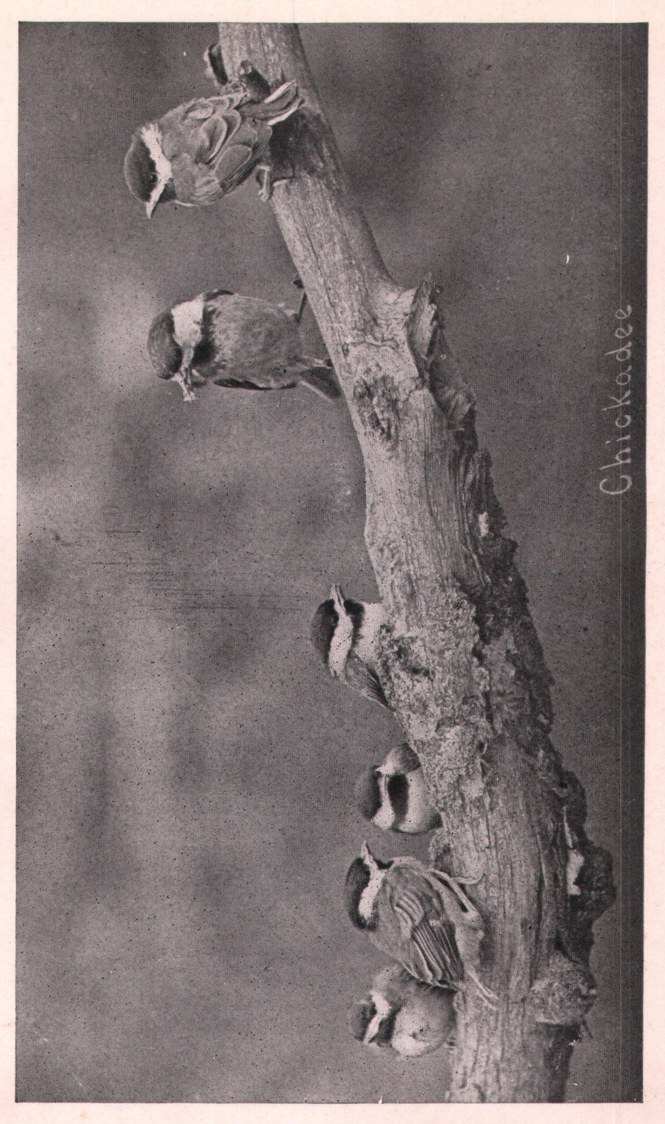 Fig. 5. They were lively fellows; two of them have already flown away and the
