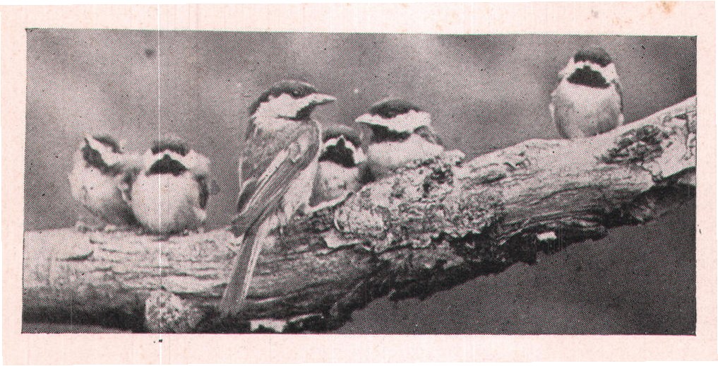 Fig. g. 6. She was not timid and always lit on the side of the