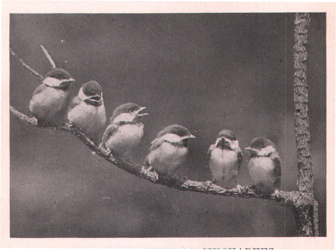 Fig. 7. A SEXTETTE OF CHICKADEES.