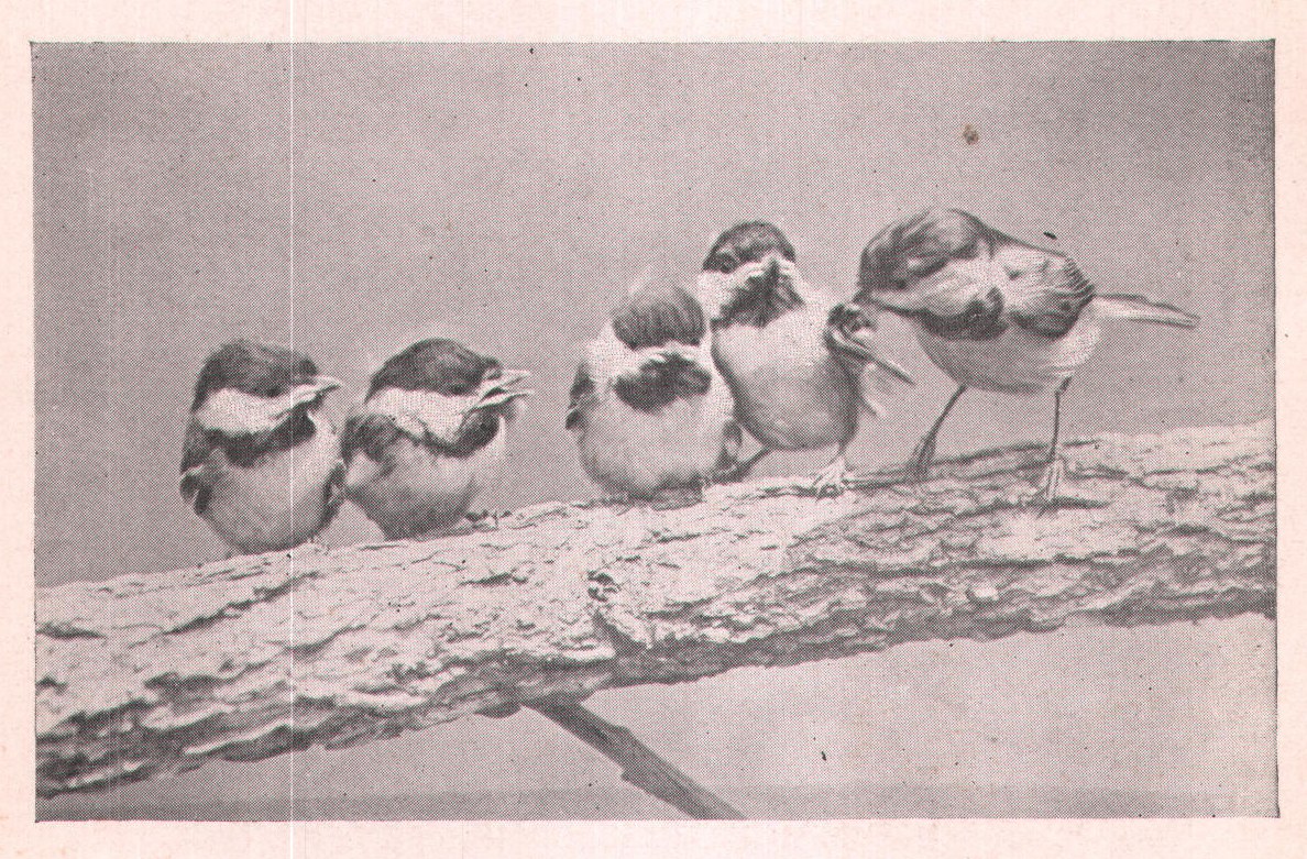 Fig. 8. Father Chickadee often made the mistake of alighting