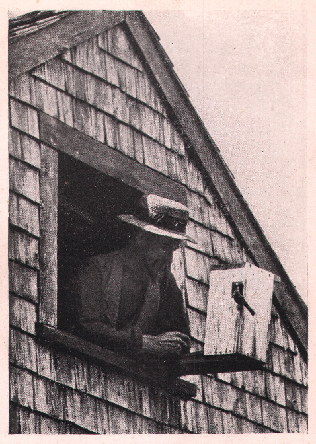 Fig. 9. MR. FORBUSH WATCHING HIS CHICKADEE.