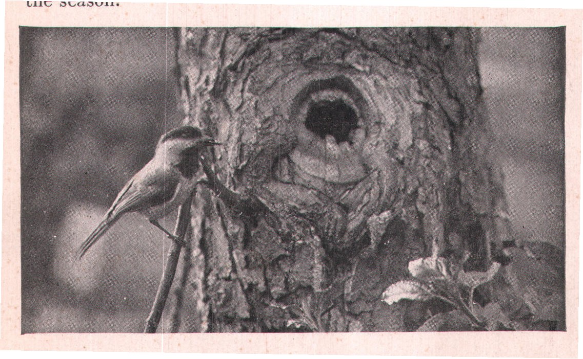 Fig. 13. Cavities in orchard trees make fine nesting places.