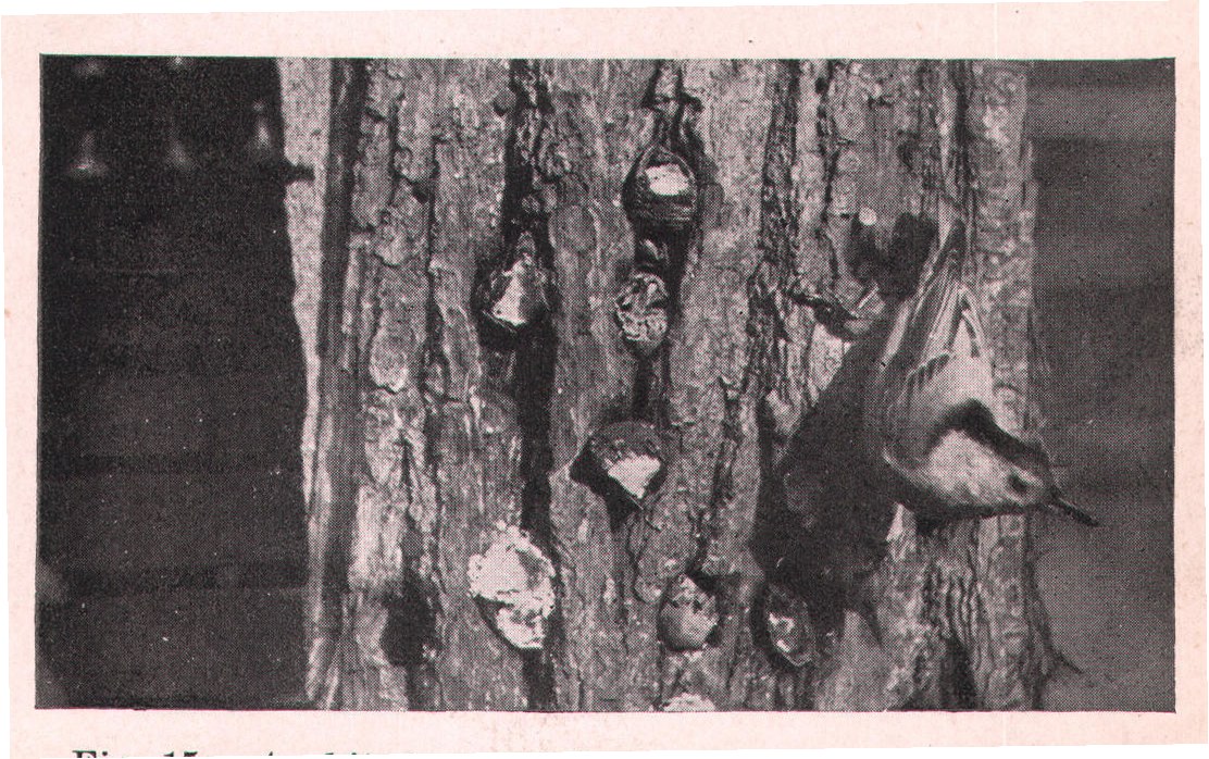 Fig. 15. A white-breasted Nuthatch and the bountiful repast
