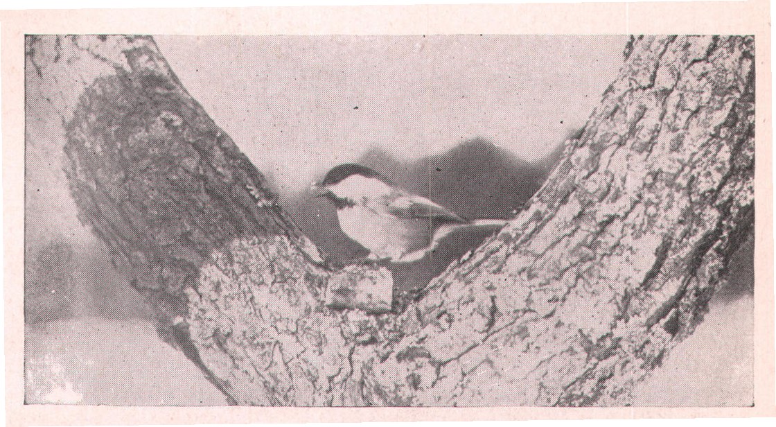 Fig. 14. A piece of suet is just the thing for Chickadees on