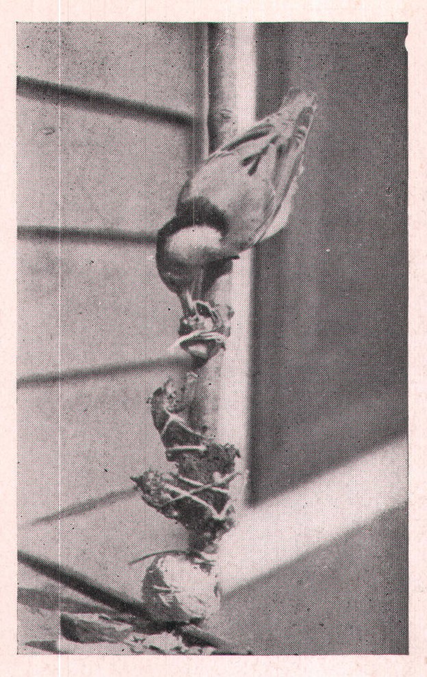 Fig. 16. Does a Nuthatch like nuts? Note the inverted posi-