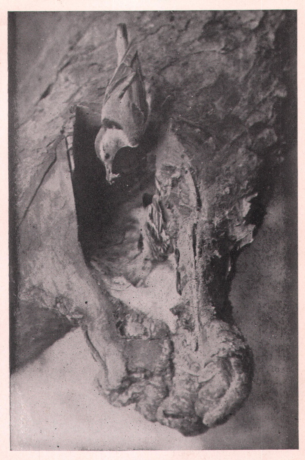 White-Breasted Nuthatch — from Camera Studies with Wild Birds (1911)