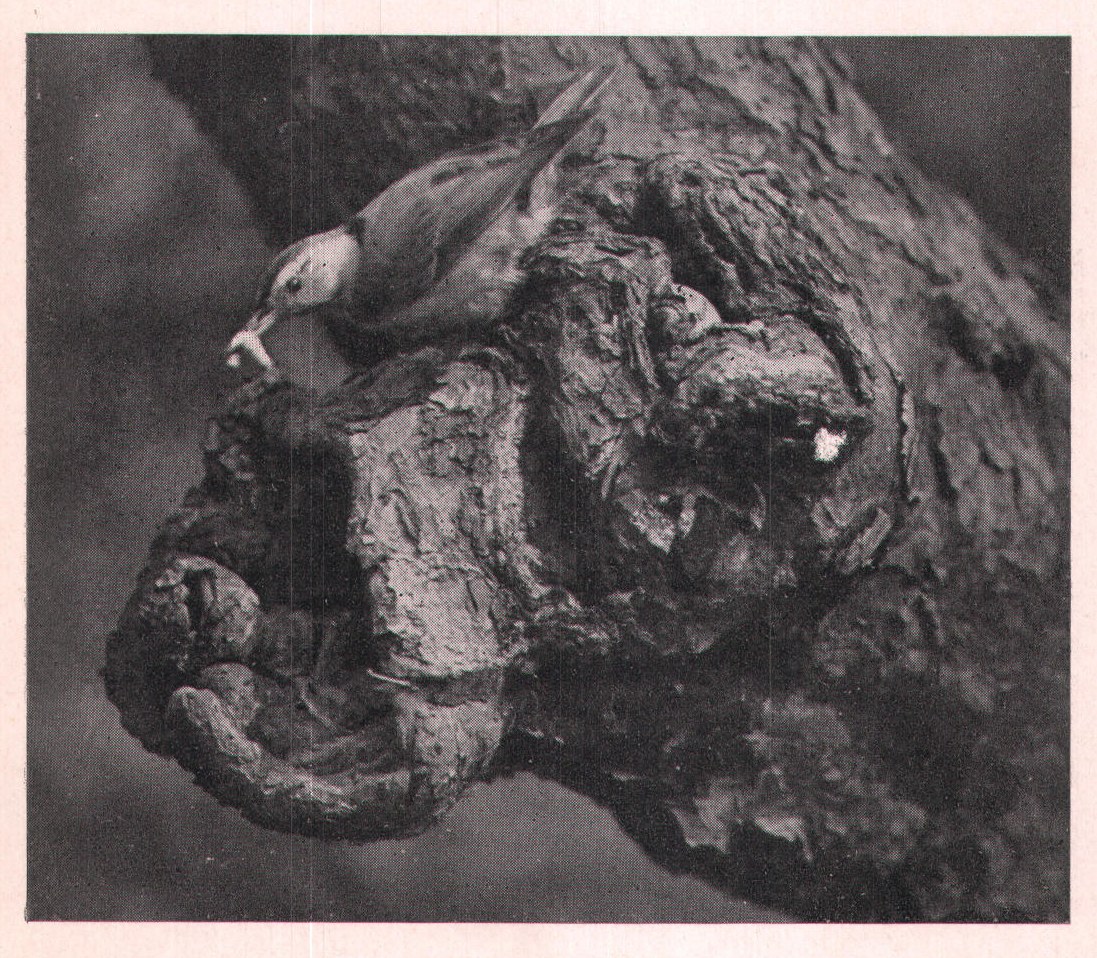 Fig. 18. IN AN OLD APPLE TREE.