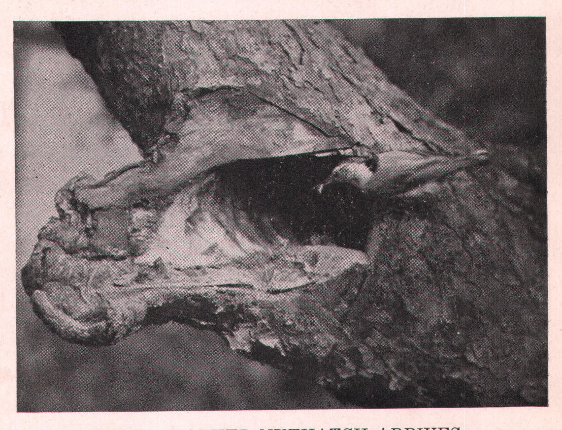 Fig. 20. FATHER NUTHATCH ARRIVES.