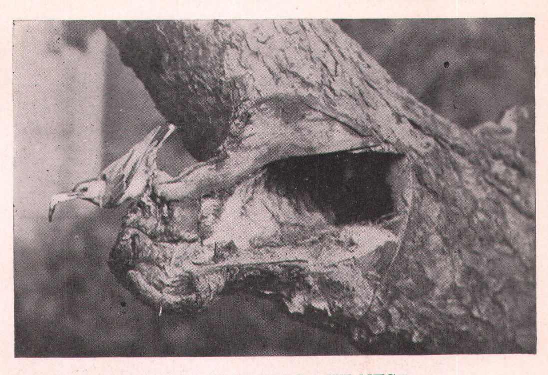 Fig. 19. CLEANING THE NEST.