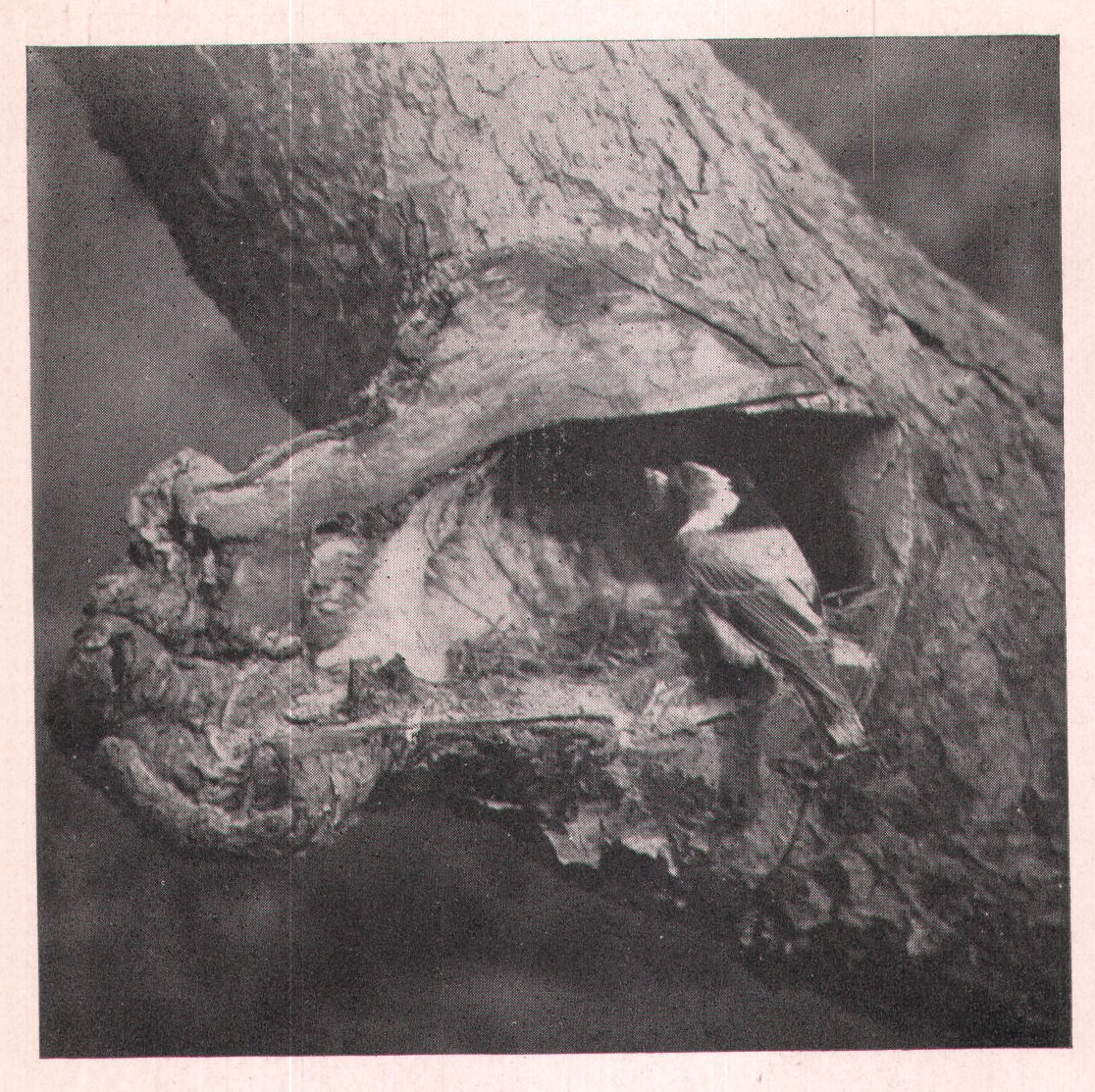 Fig. 21. The male Nuthatch was a handsome bird with a
