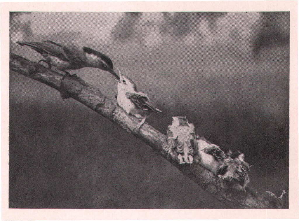 Fig. 23. The little birds and their parents assumed all man-