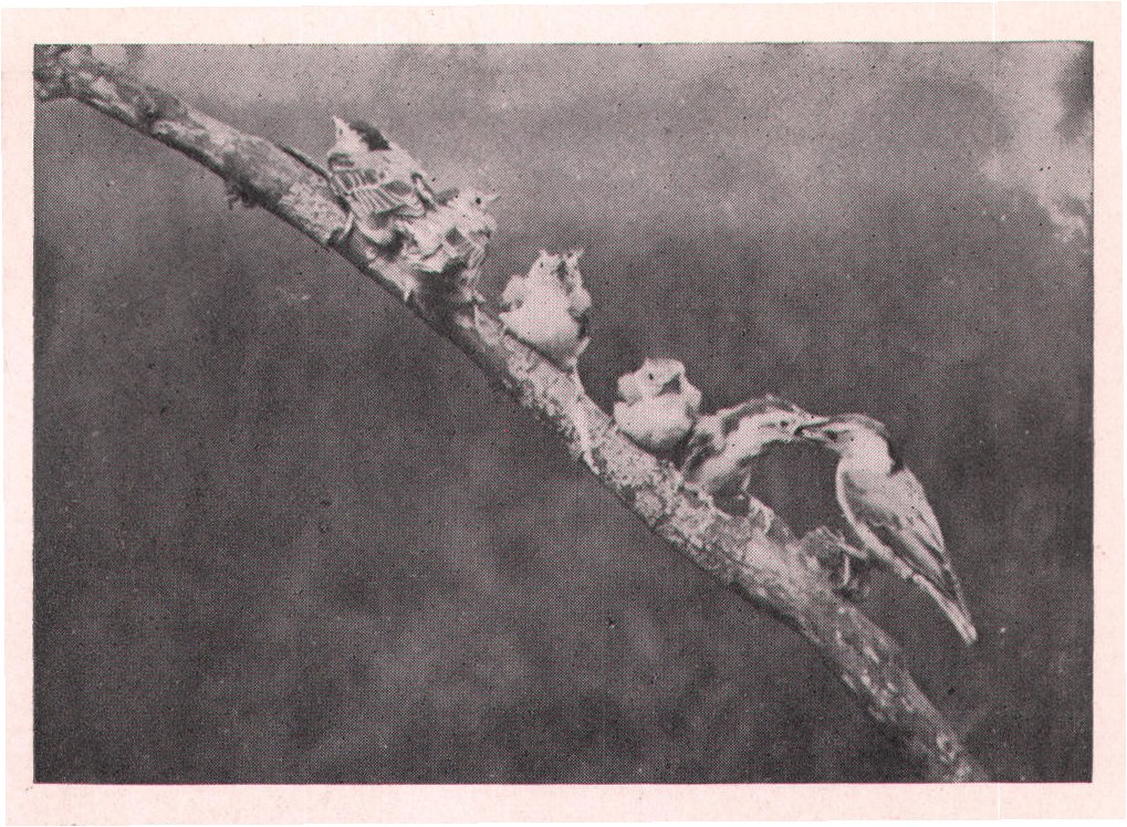 Fig. 22.