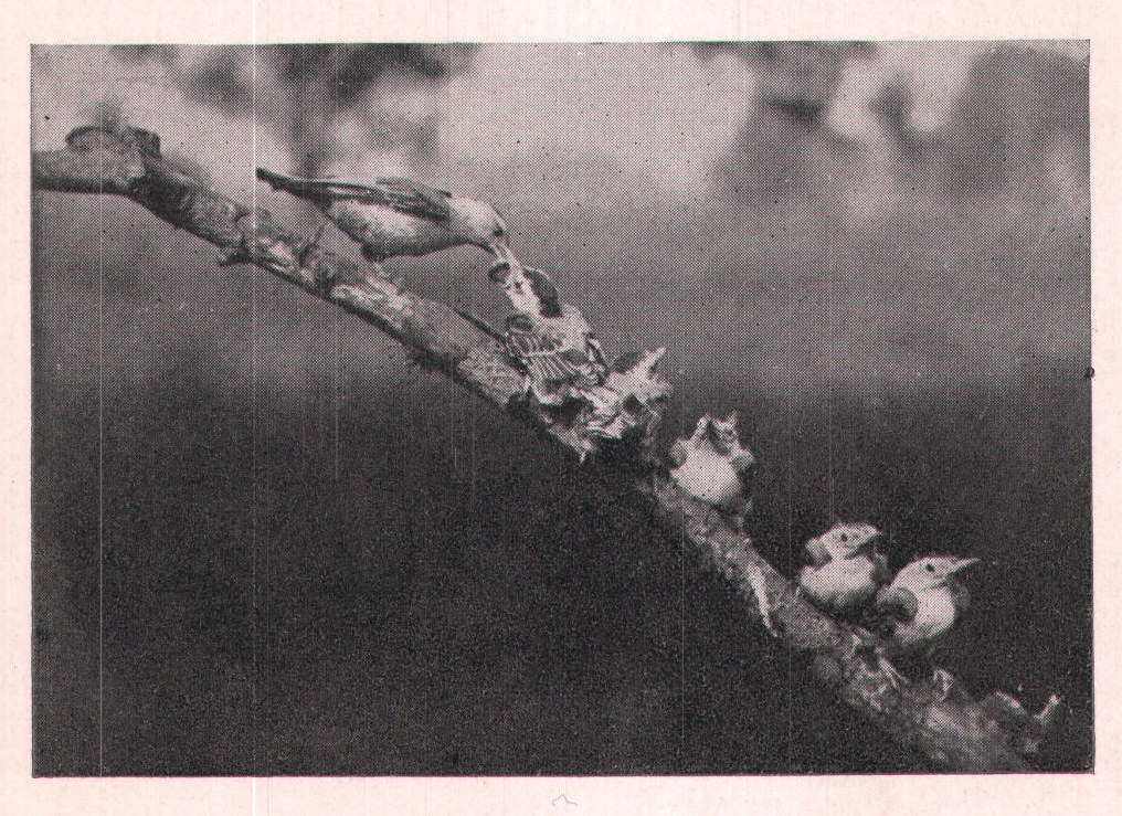 Fig. 24. Caterpillars were eaten with a relish.