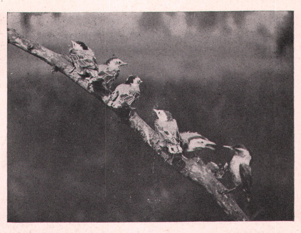 Fig. 25.