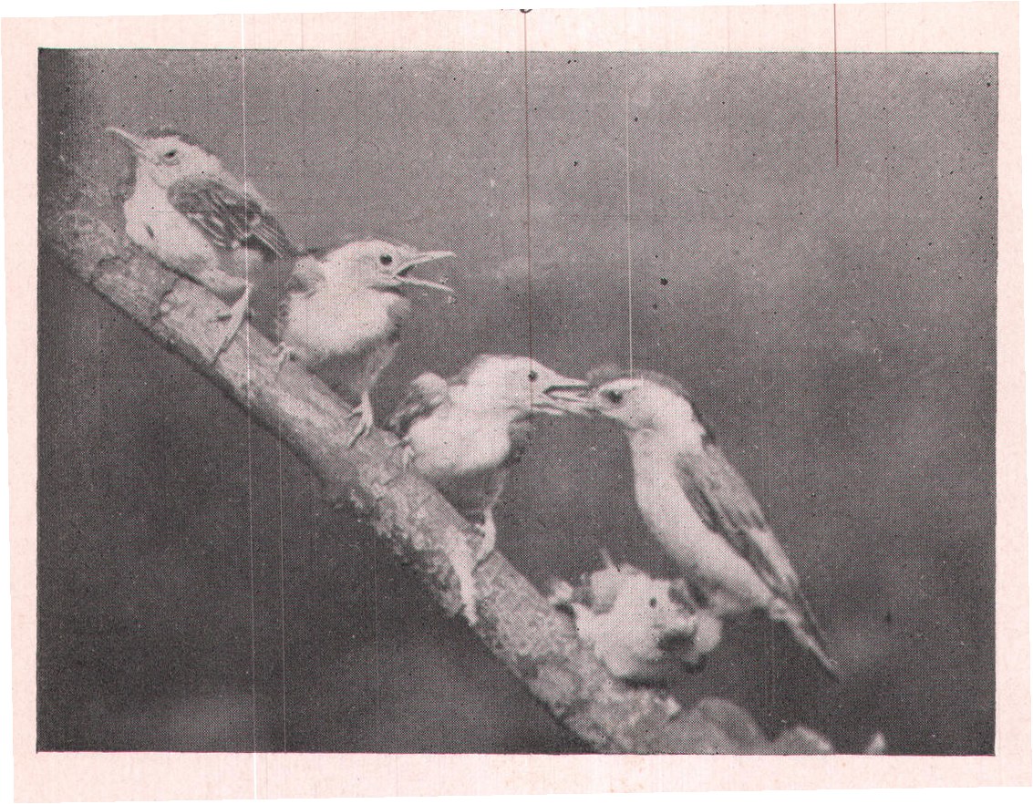 Fig. 27. His children were clamoring to be fed, so loudly