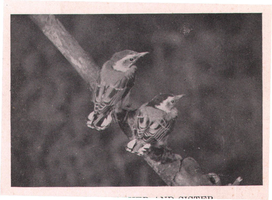 Fig. 28. BROTHER AND SISTER.